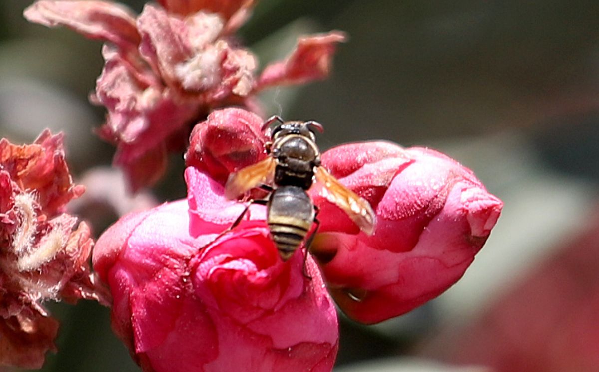 Tan sólo uno de los apicultores registró la muerte del 30% de sus abejas. (Rolando Riestra)