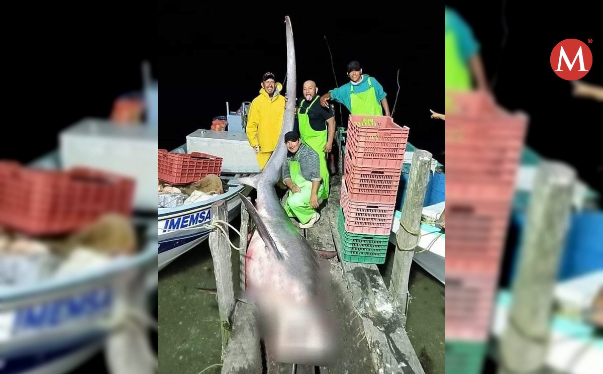 Capturan tiburón de 6 metros de largo en aguas del norte de Veracruz