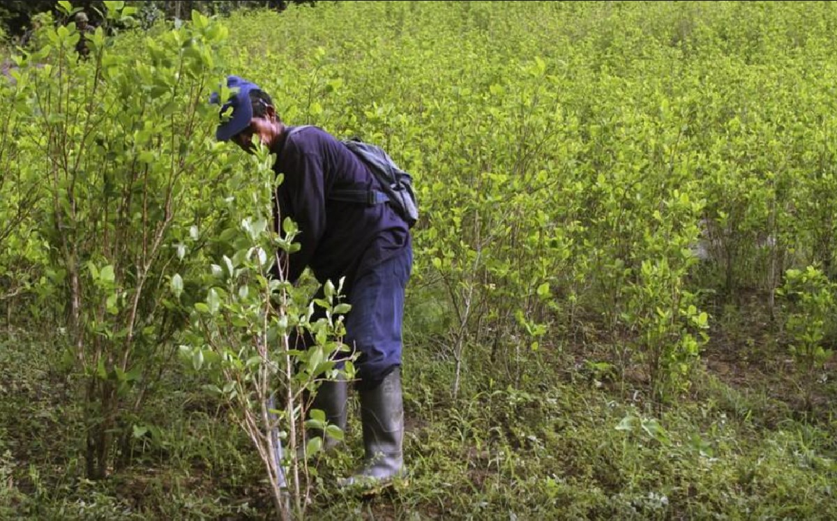Plantíos de coca en Colombia (Reuters)
