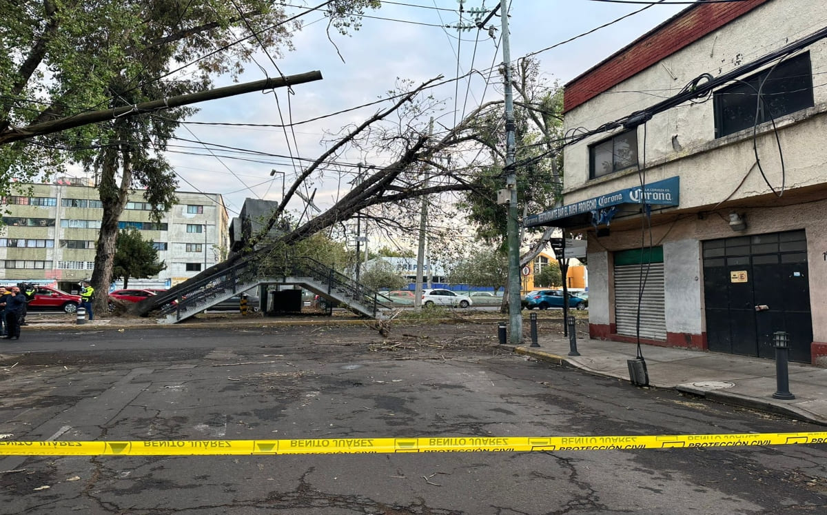 La parte más alta del árbol se encuentre recargada en los cables de alta tensión. / César Velázquez