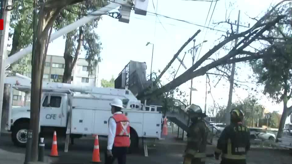 Árbol cae por fuertes vientos y provoca corte de luz en alcaldía Benito Juárez, CdMx