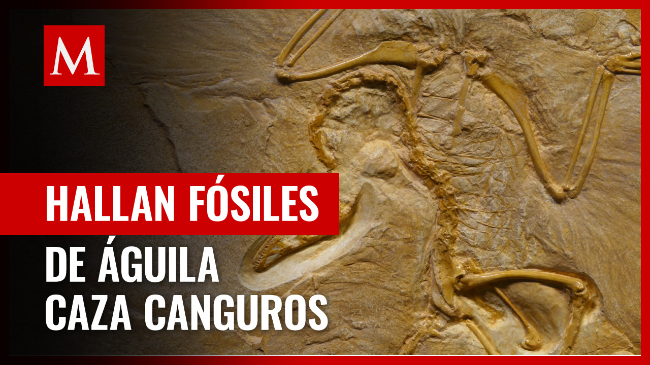 En Australia, hallan fósiles de enorme águila capaz de cazar canguros