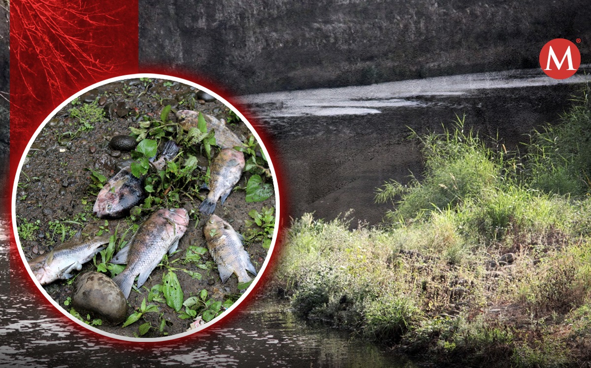Autoridades de Veracruz acudieron al río Jamapa y tomaron muestras. | Especial