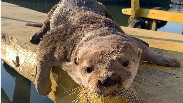 Atacan a Max, nutria que se acerca a restaurantes de mariscos, en Veracruz