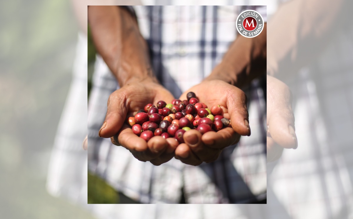 Los productores de café en México enfrentan retos importantes. (Foto: Araceli López)