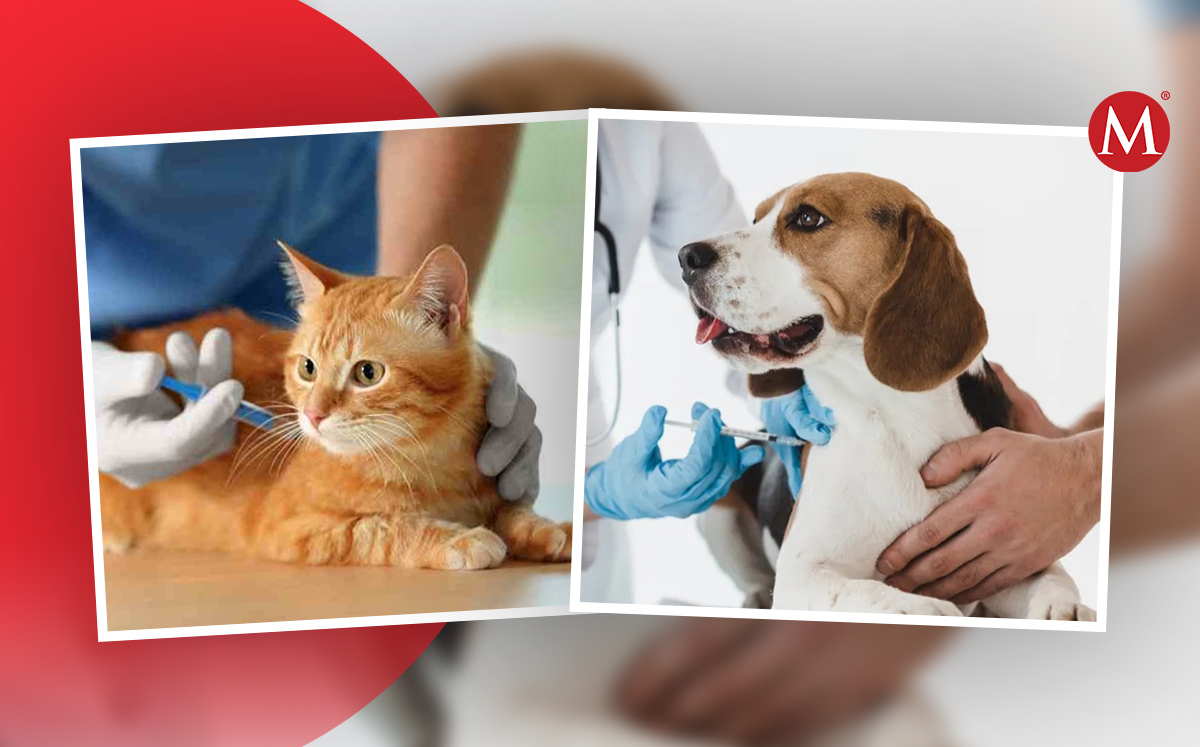 Vacunas para tus mascotas | Especial
