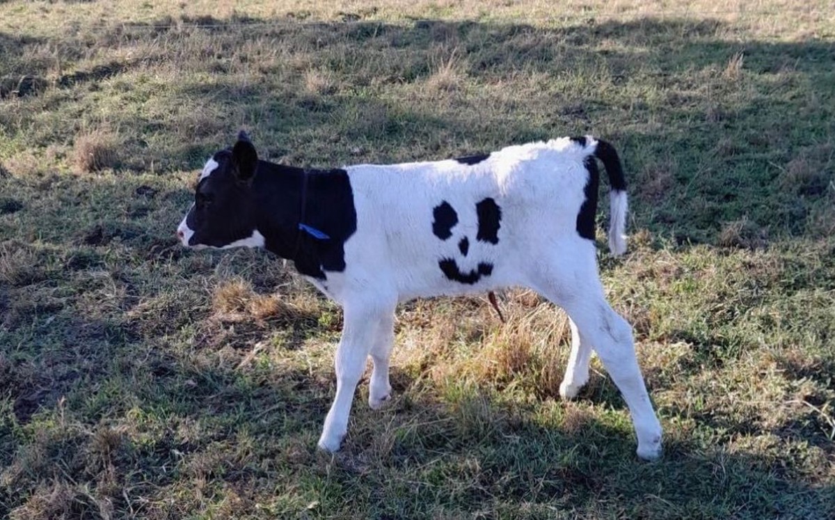 Es la primera vez que los granjeros ven una marca con forma de sonrisa en un ternero. | Bellbrook Holsteins