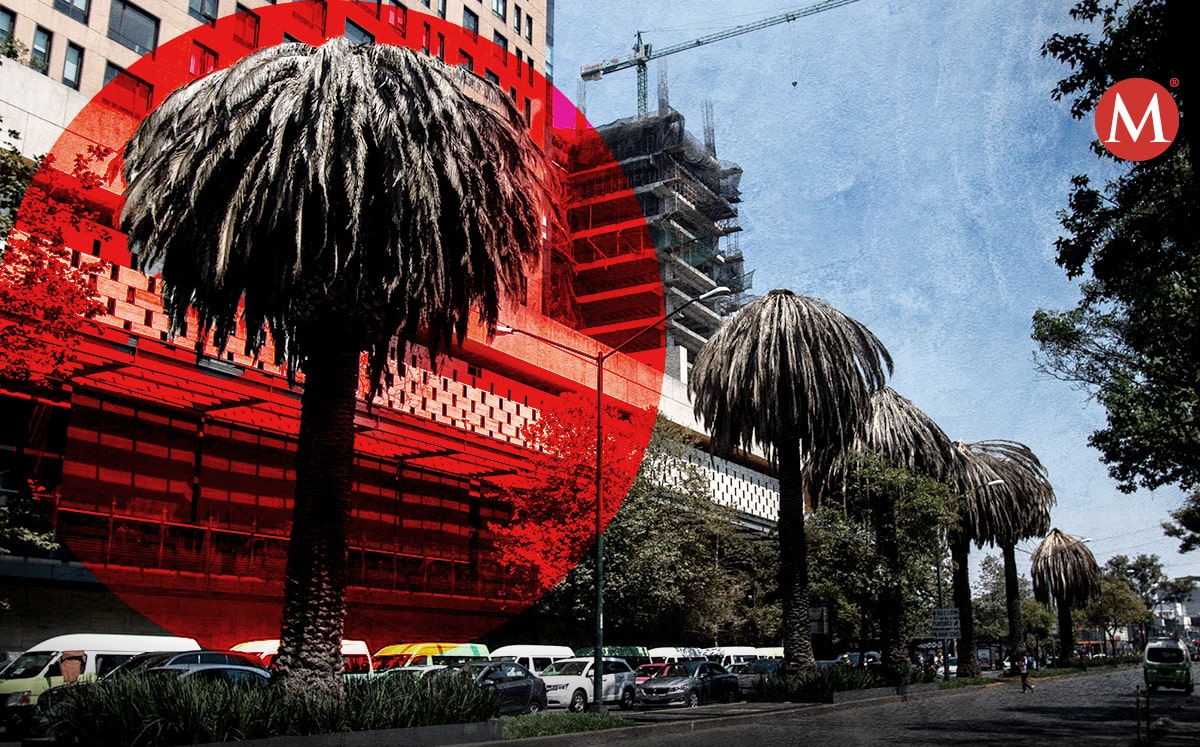 Palmeras capitalinas mueren por patógenos. (Especial)