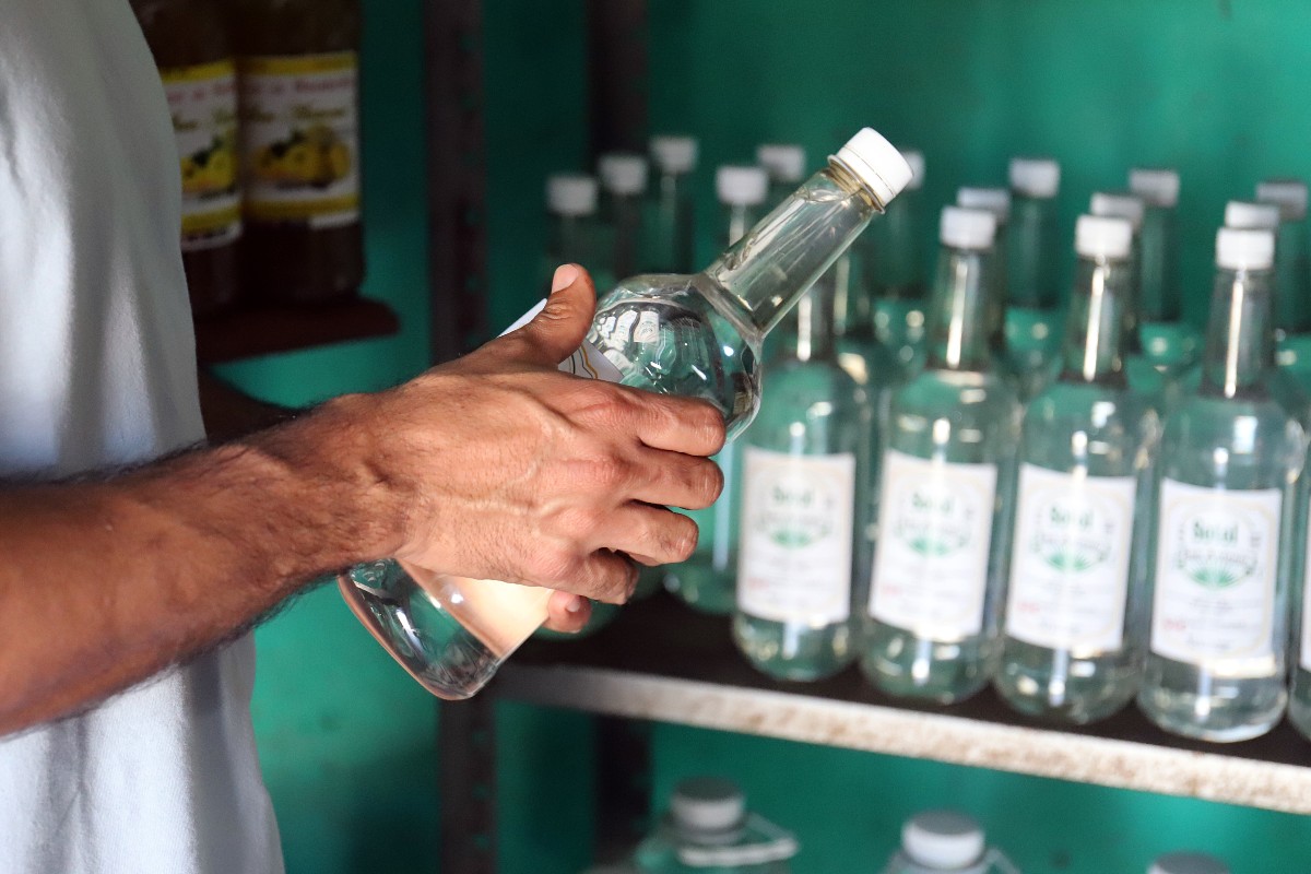 Producción de sotol en Durango. | Rolando Riestra
