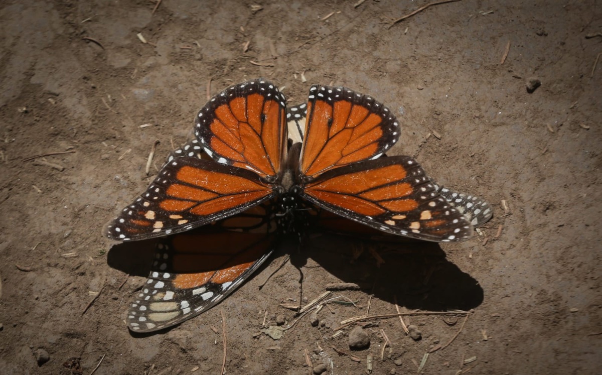 Disminuye población de mariposa monarca | Araceli López