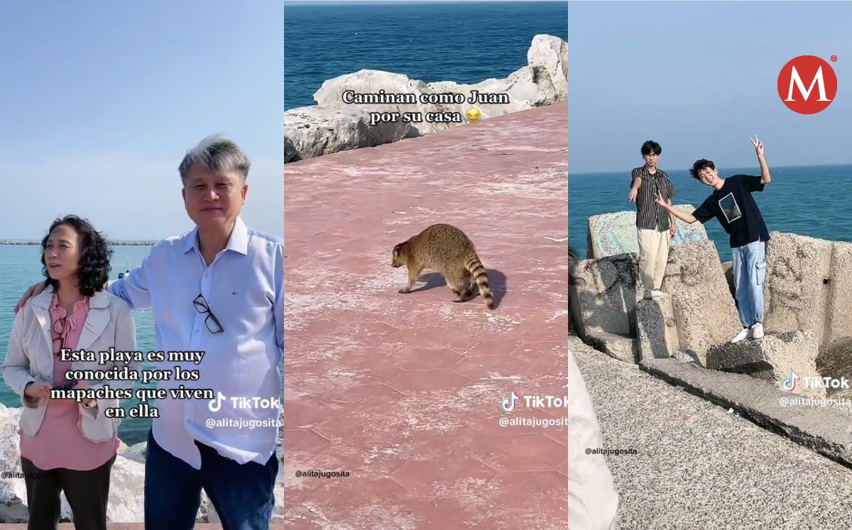 Familia coreana visita por primera vez playa Miramar para ver mapaches