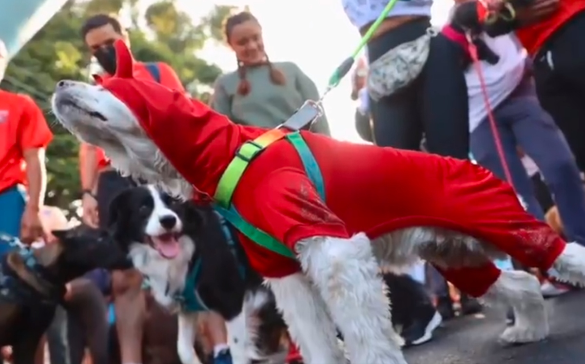 Llega el primer maratón canino a la Ciudad de México. (@AlcaldíadeCoyoacán)