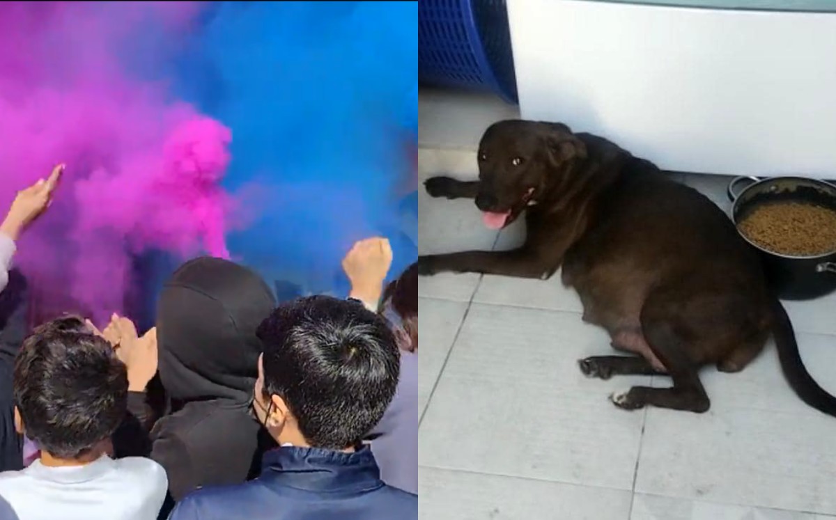 Celebran baby shower de perrita (Especial).