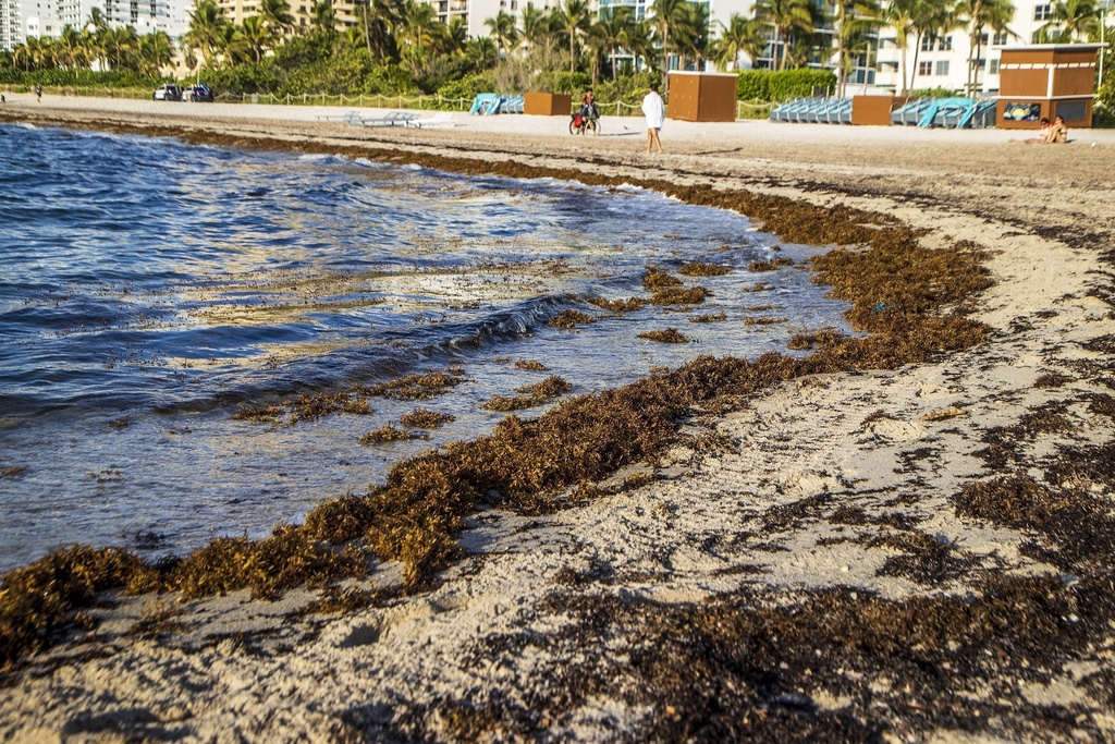 El sargazo podría afectar a varios sectores del Caribe. | AP