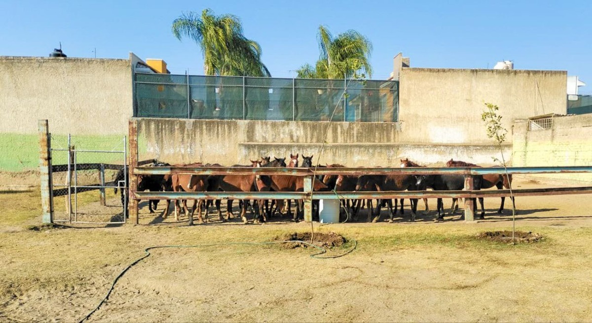 Un total de 29 caballos fueron donados. (Cortesía)