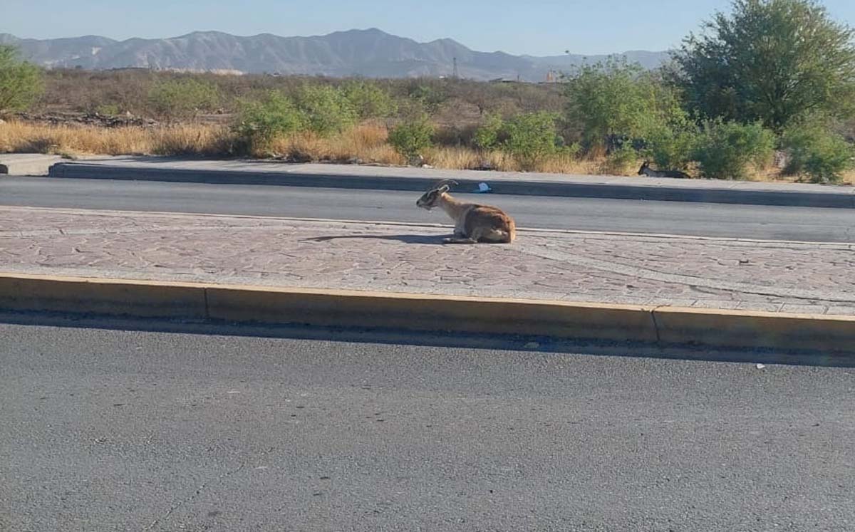 El auto iba con dirección de Torreón a Gómez Palacio. (Especial)