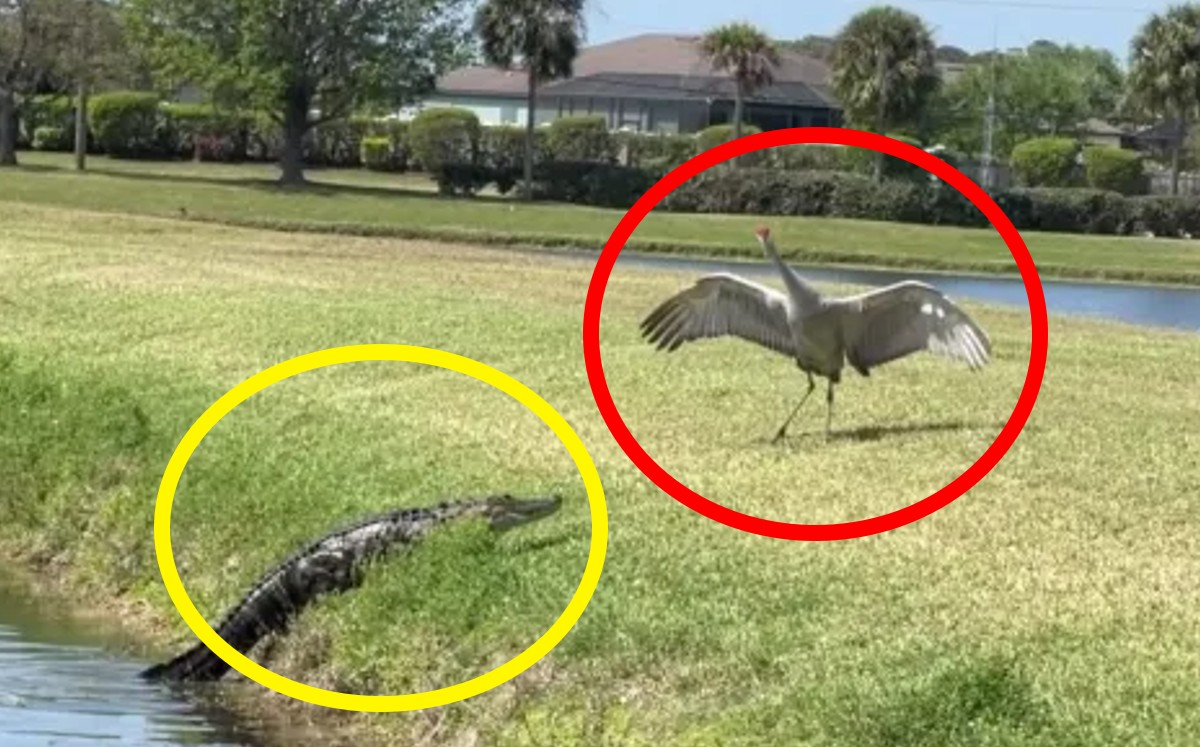 Curioso encuentro entre grulla y un caimán | ESPECIAL