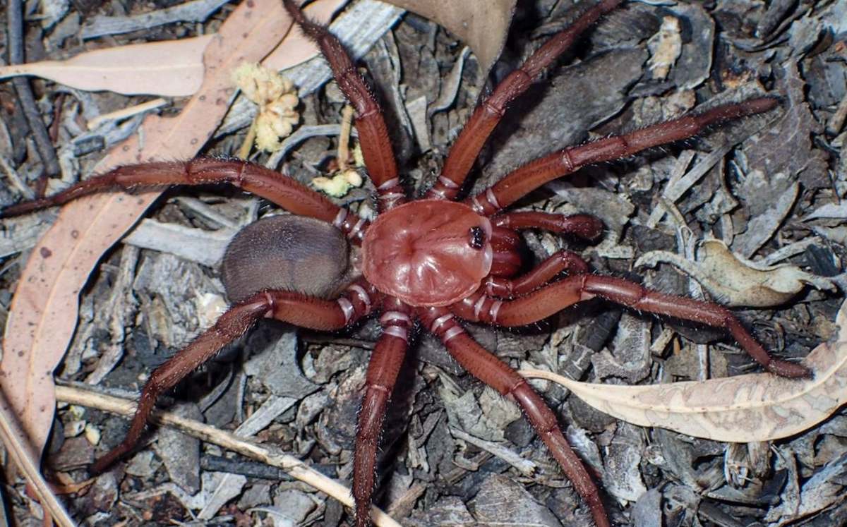La araña fue encontrada en Queens, Australia (Twitter).