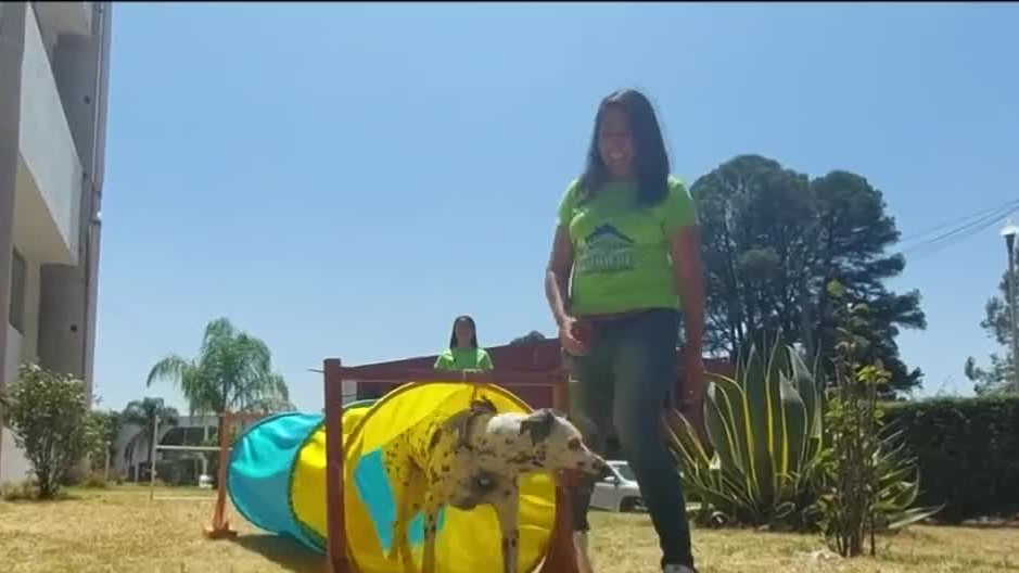 Le detectaron sordera a un perro cuando nació y es capaz de entender el lenguaje de señas; Tlaxcala