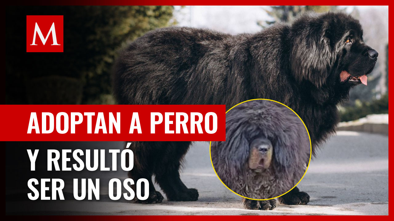 ¡Engañados! Familia adopta un perro y resulta ser un OSO en PELIGRO DE EXTINCIÓN