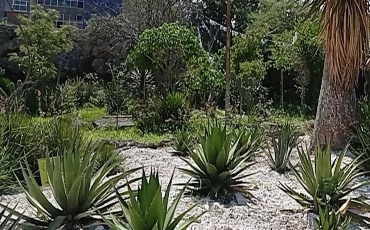 Sequía en Tehuacán | Especial