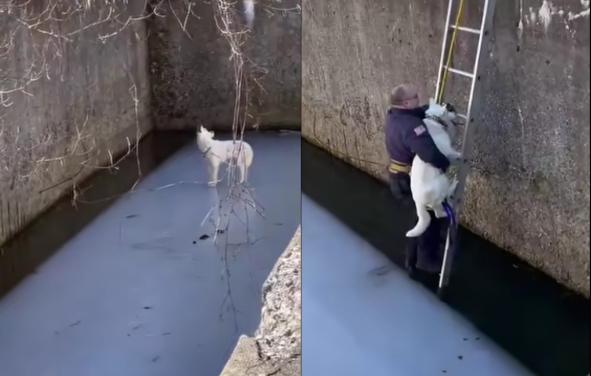 Departamento de bomberos rescatando al perro atrapado (Facebook/Pound Buddies)