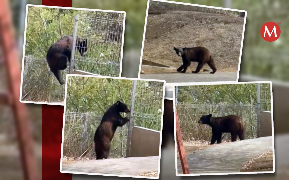El oso andaba por las calles y parques de la colonia. Foto: Especial