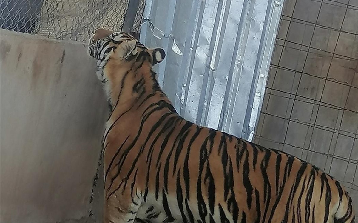 En Sonora tigre de bengala es sustraído de su domicilio