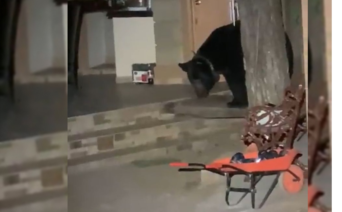 El oso trae un collarín por lo que ya está identificado. Foto: Especial