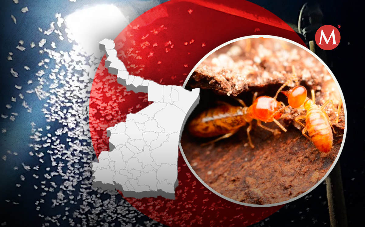 Plaga de termitas en Tamaulipas | Especial