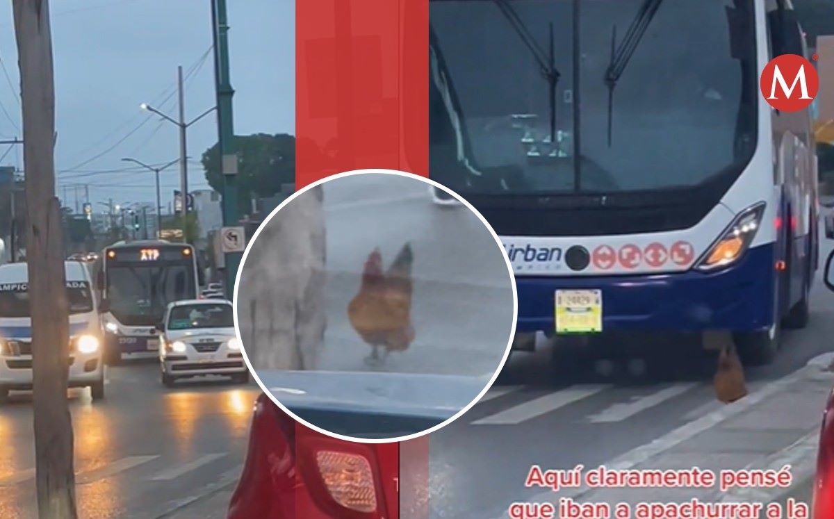 La gallina caminaba sobre la avenida hidalgo cerca del centro de la ciudad.