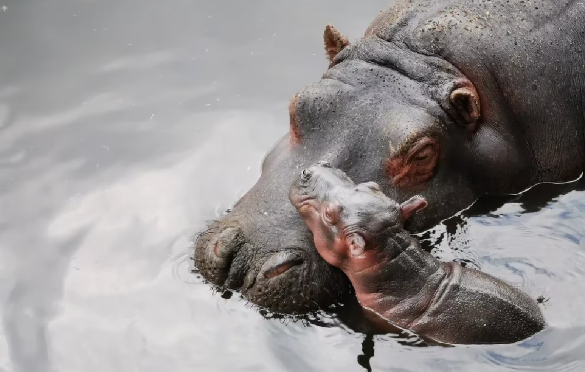 Hipopótamos invaden Colombia (Reuters)