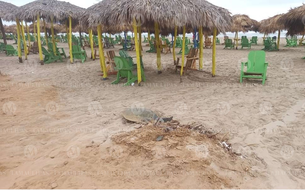 Tortuga lora llega a Playa Miramar. (Pablo Reyes)