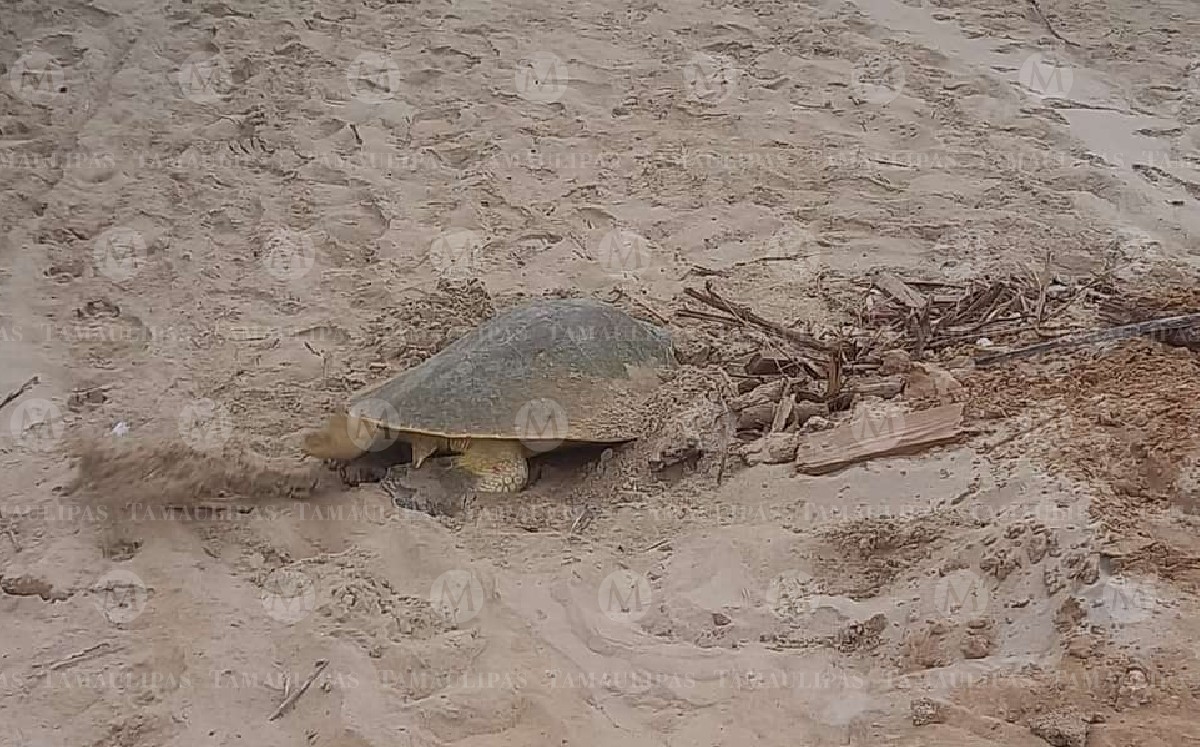 Tortuga lora llega a Playa Miramar. (Pablo Reyes)