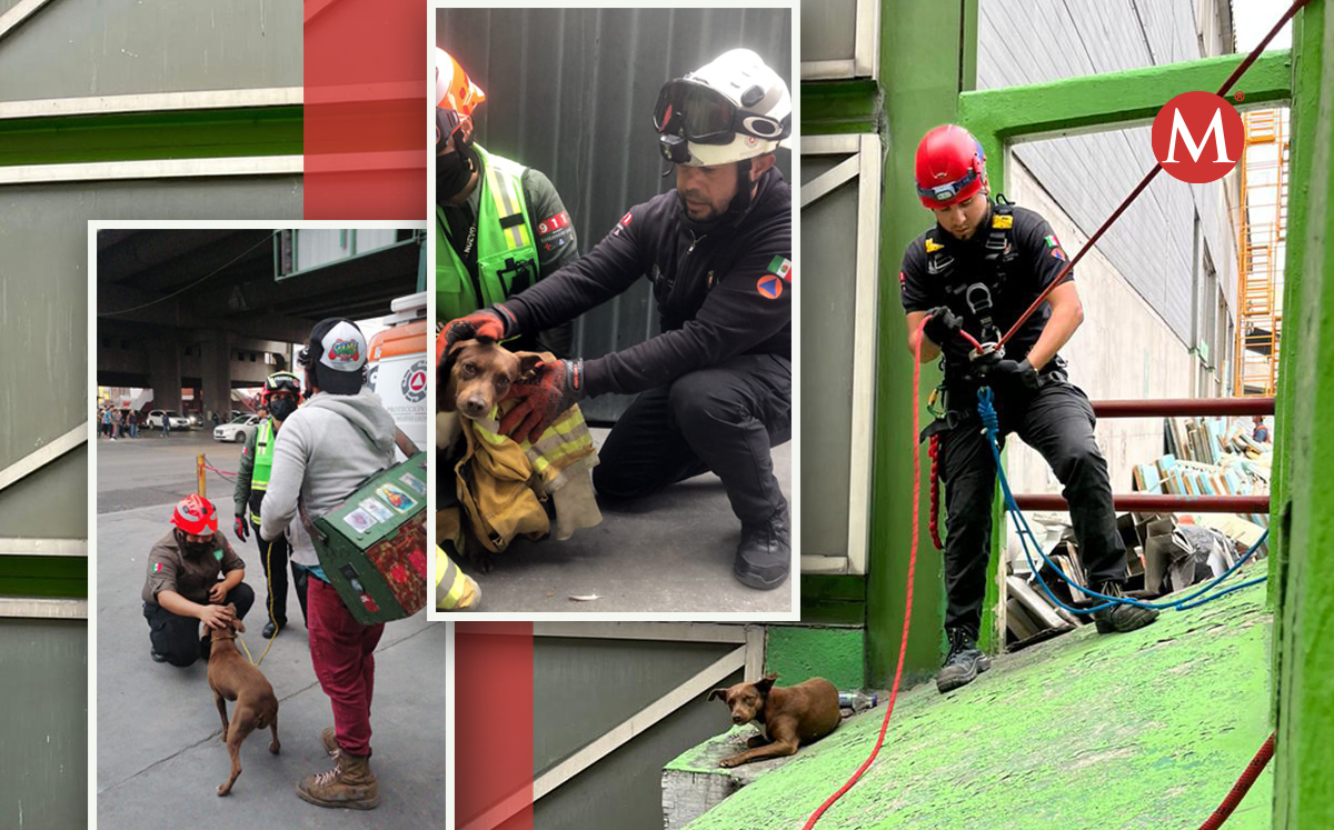 El animal estaba atrapado en la parte alta de la columna de la estación Cuauhtémoc. Foto: Especial