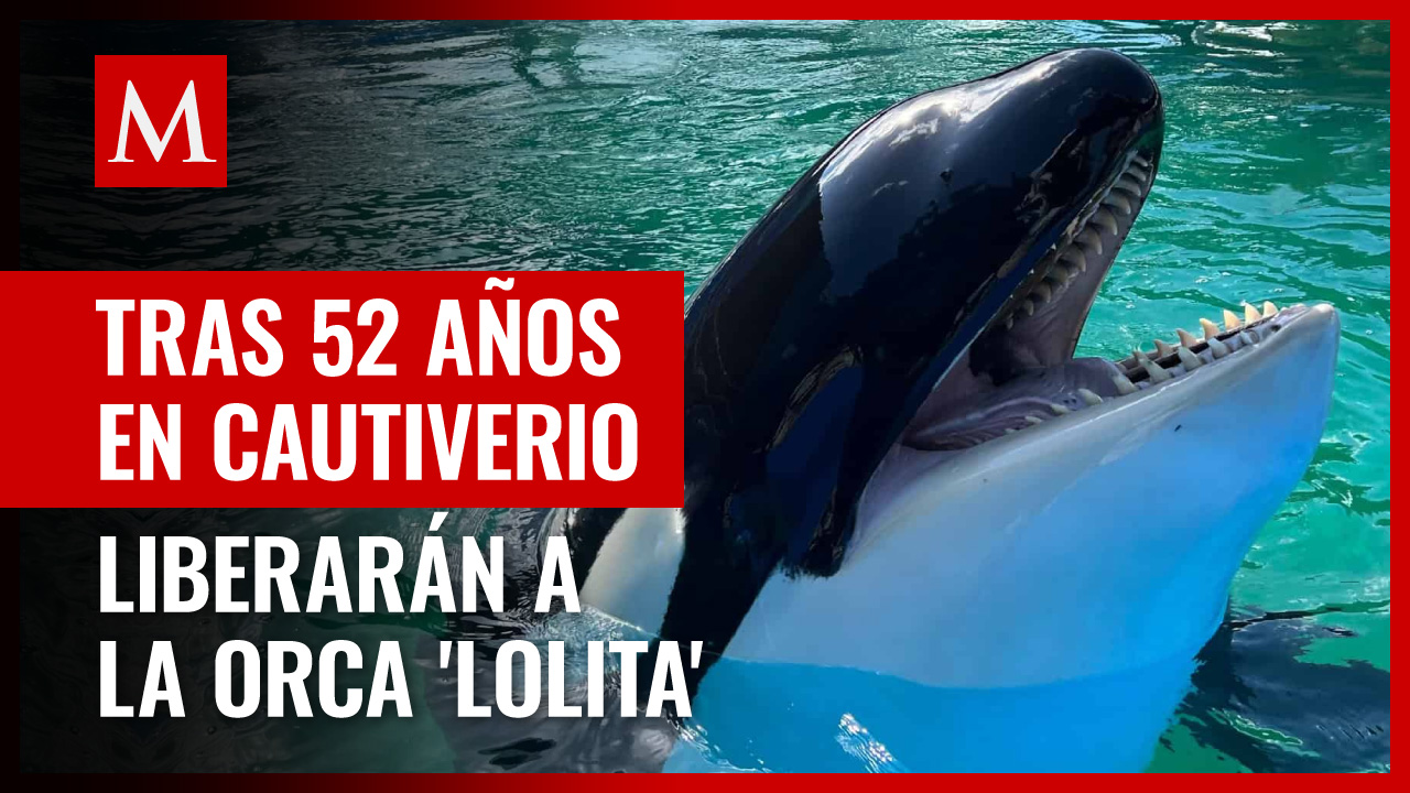 Tras 52 años en cautiverio, liberarán a la orca Lolita: "debería ser llevada a donde está su madre"