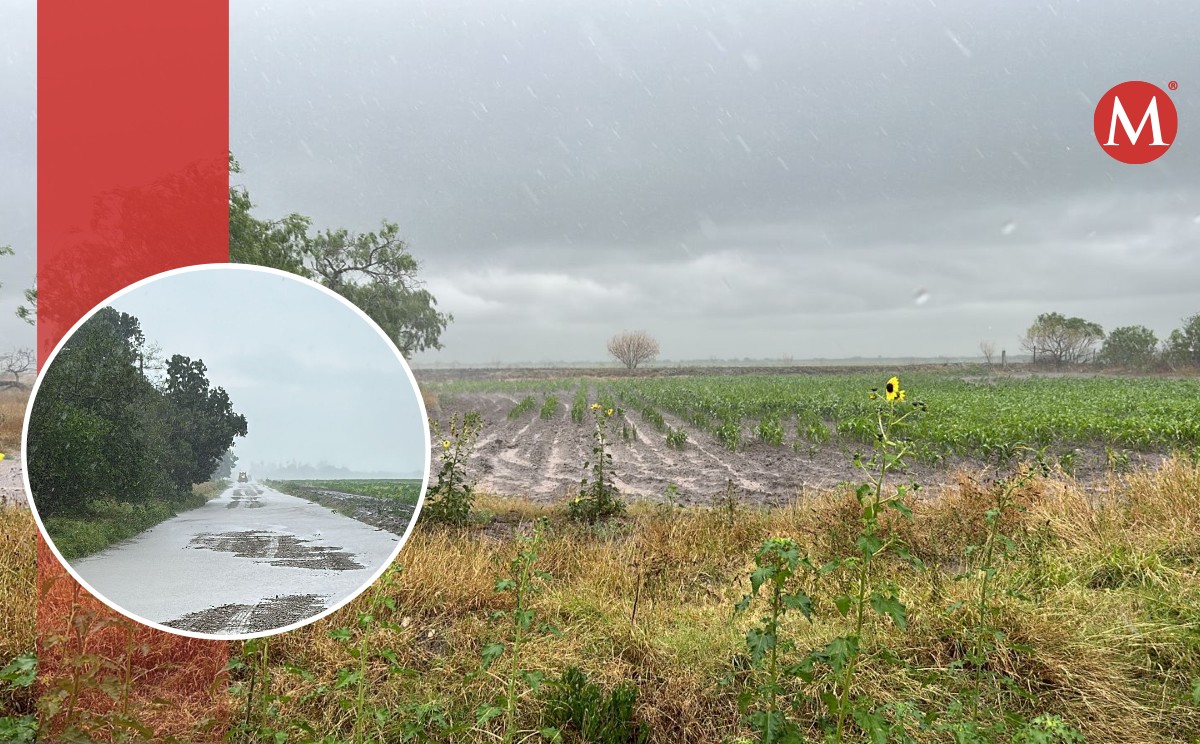 Campos de sorgo en el norte de Tamaulipas recibieron las lluvias por el bombardeo de nubes.