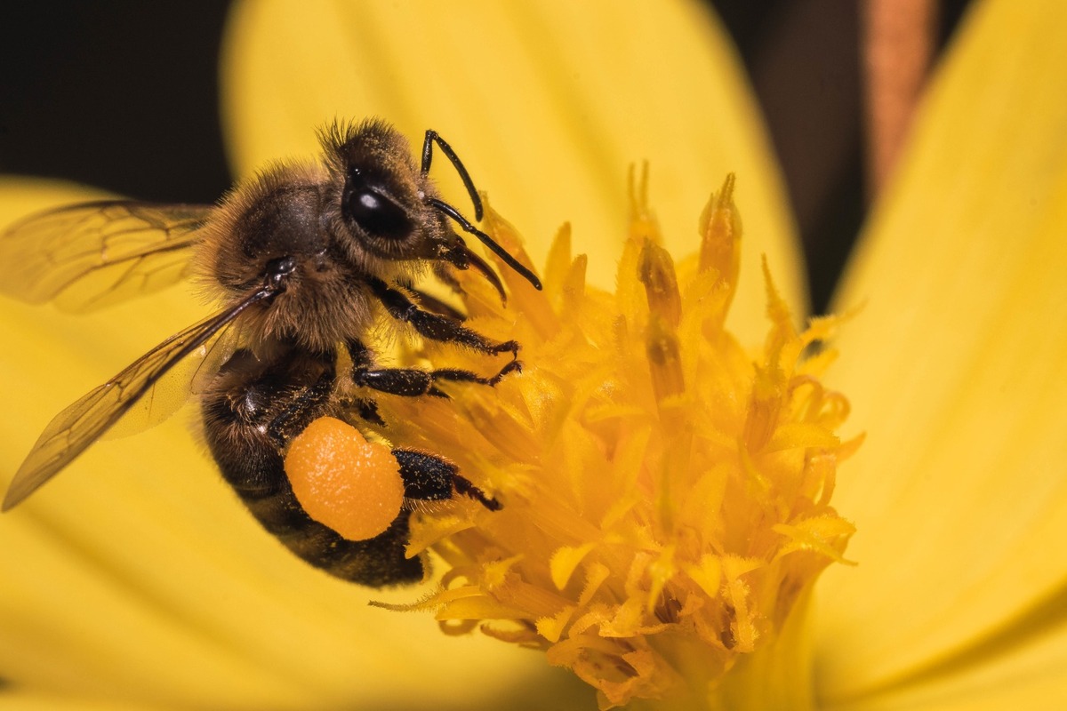 Elementos de PC controlaron a las abejas quemando carbón y rociando agua e insecticida | Freepik