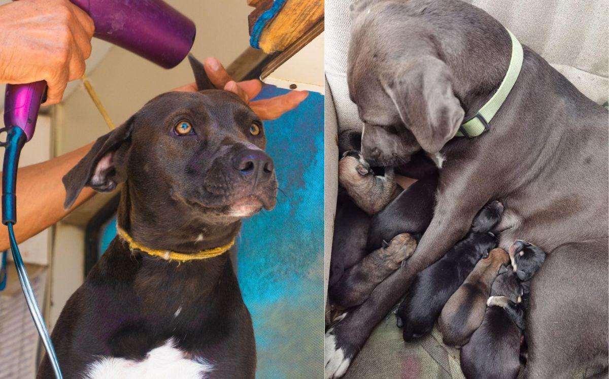 "Mila" es una de las dos guardianas de cuatro patas de la Universidad Autónoma de La Laguna. (Especial)