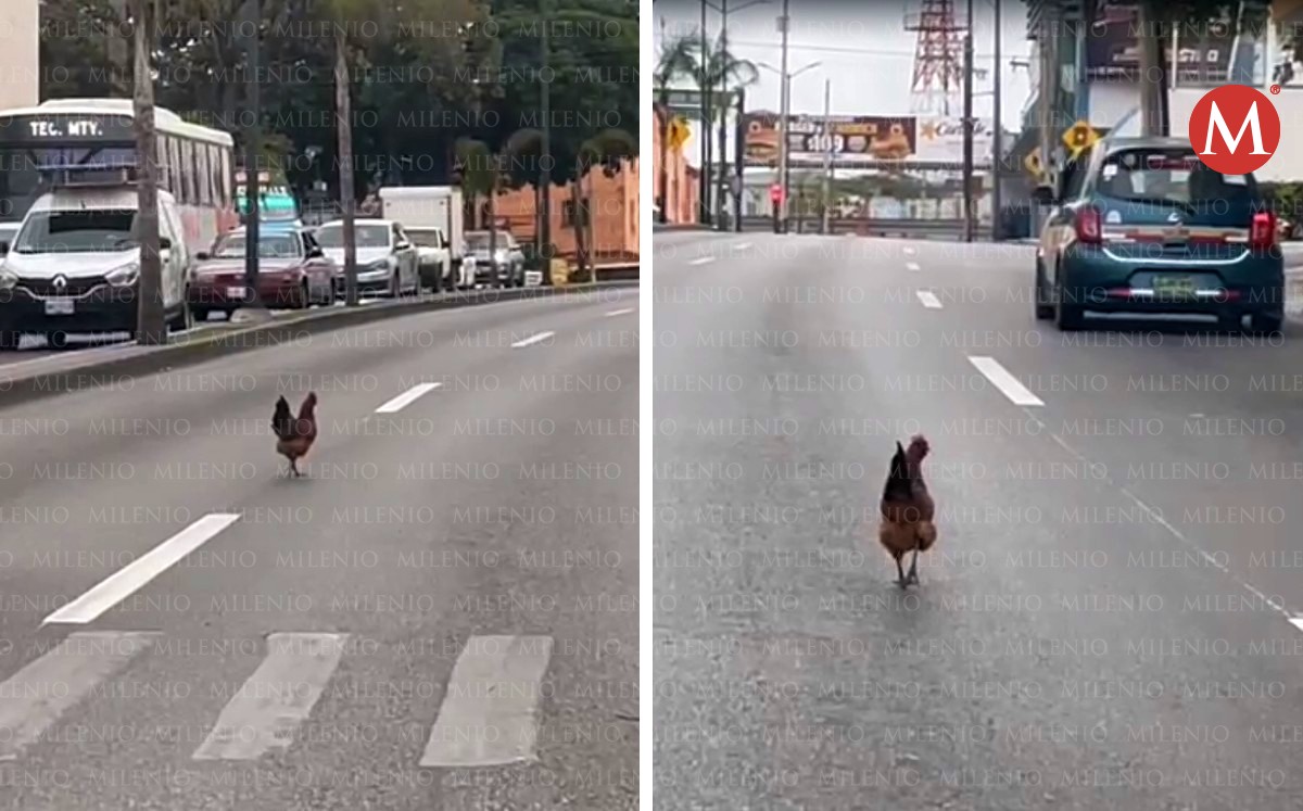 Reaparece gallina en Avenida Hidalgo de Tampico. (Jesús Pasillas)