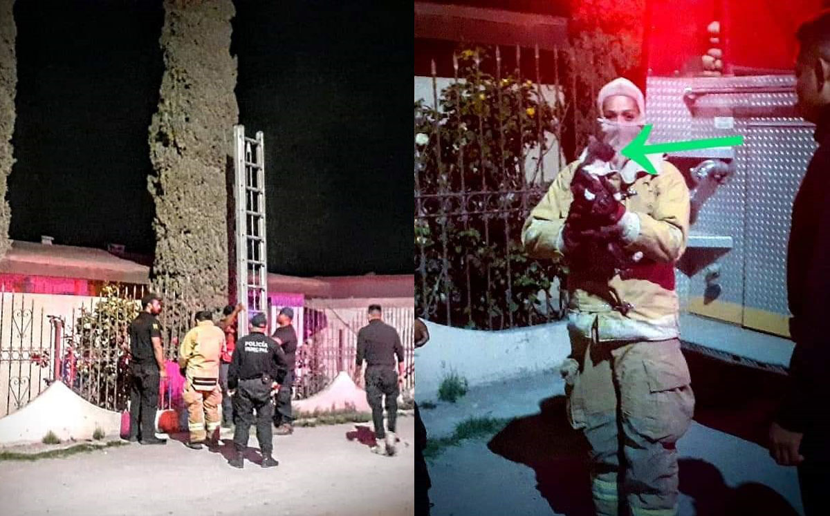 Rescatan a 'michi' que llevaba días en la cima de un árbol en Coahuila; vecinos detectaron sus maullidos. | Especial