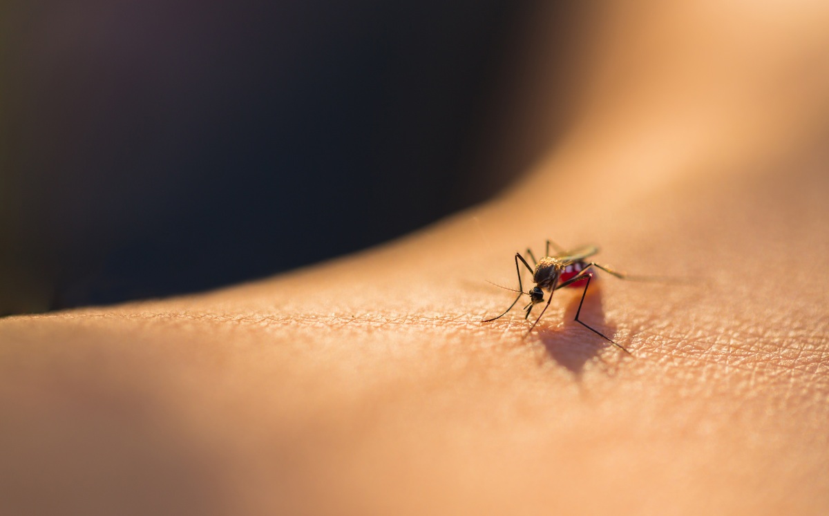 Picadura de Mosquito. / Cortesía