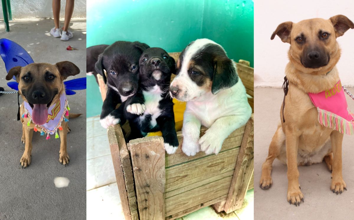 Perritos en adopción. (Especial)