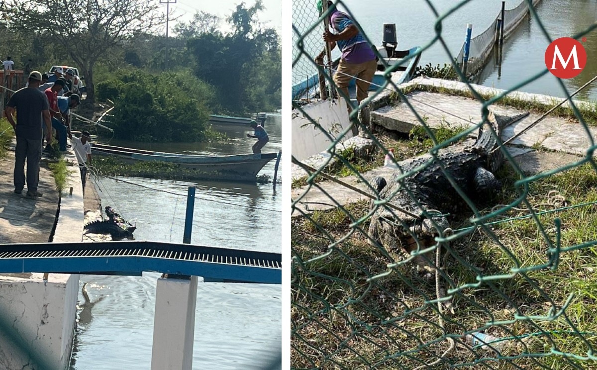 Capturan lagarto de 3 metros que fue arrojado a la Laguna del Chairel