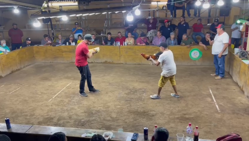 El gallo atacó al hombre después de soltarlo | Especial