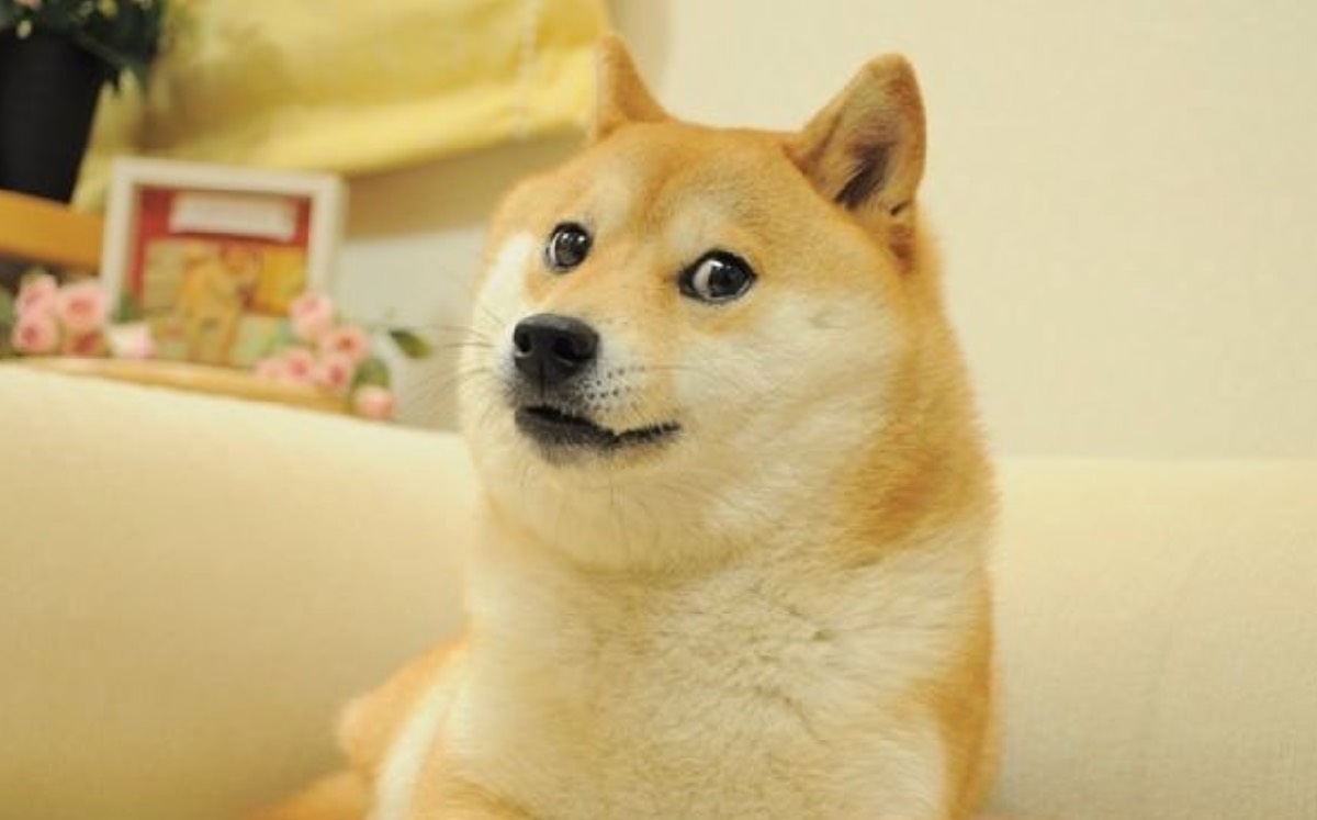 Perrito Doge|  Instagram @kabosumama