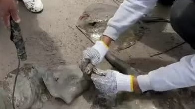 En Sonora, mutilan a cientos de rayas para proteger a los turistas