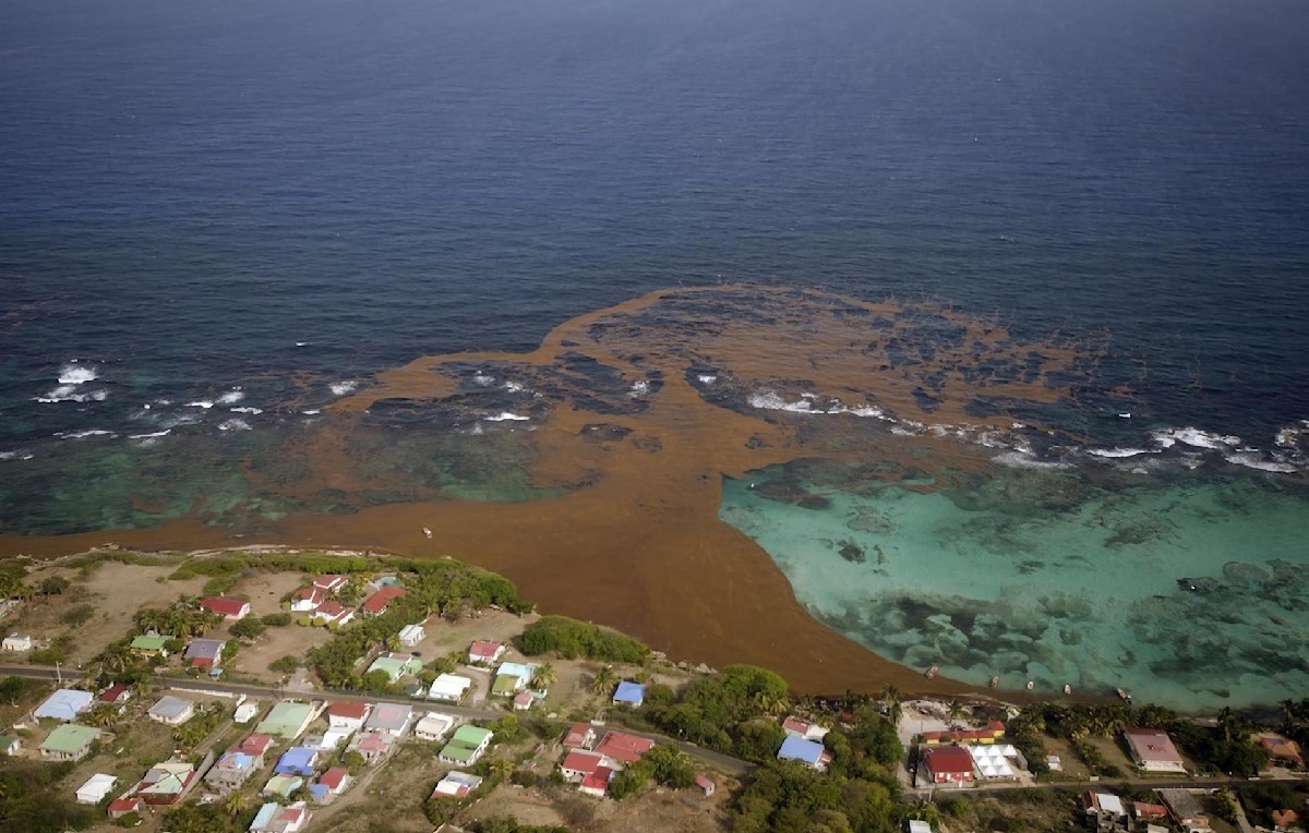 Toma aérea del sargazo en la costa de Florida (EFE)