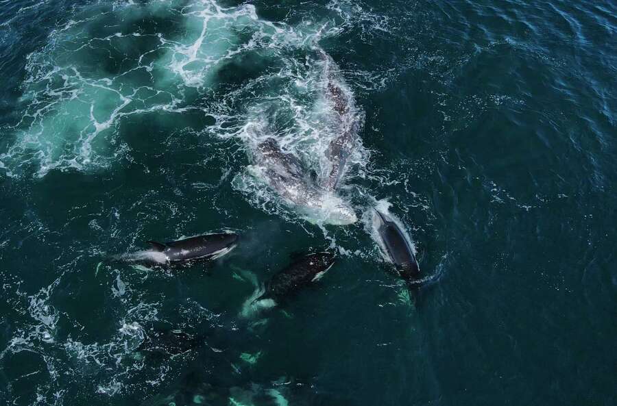 Las ballenas grises fueron atacadas por las orcas. | Evan Brodsky