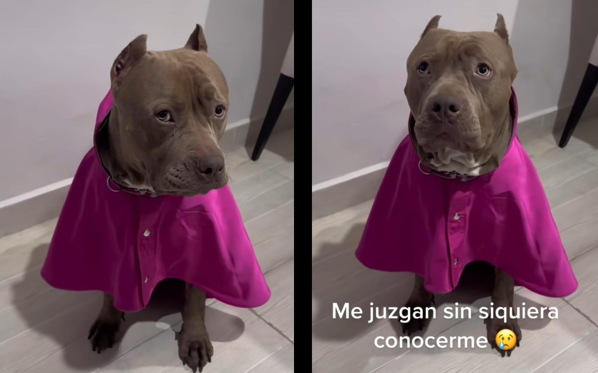 Discriminan a perrita de raza pitbull. | ESPECIAL